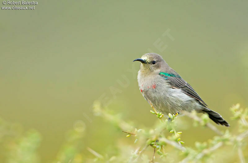 Southern Double-collared Sunbird