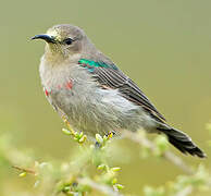 Southern Double-collared Sunbird