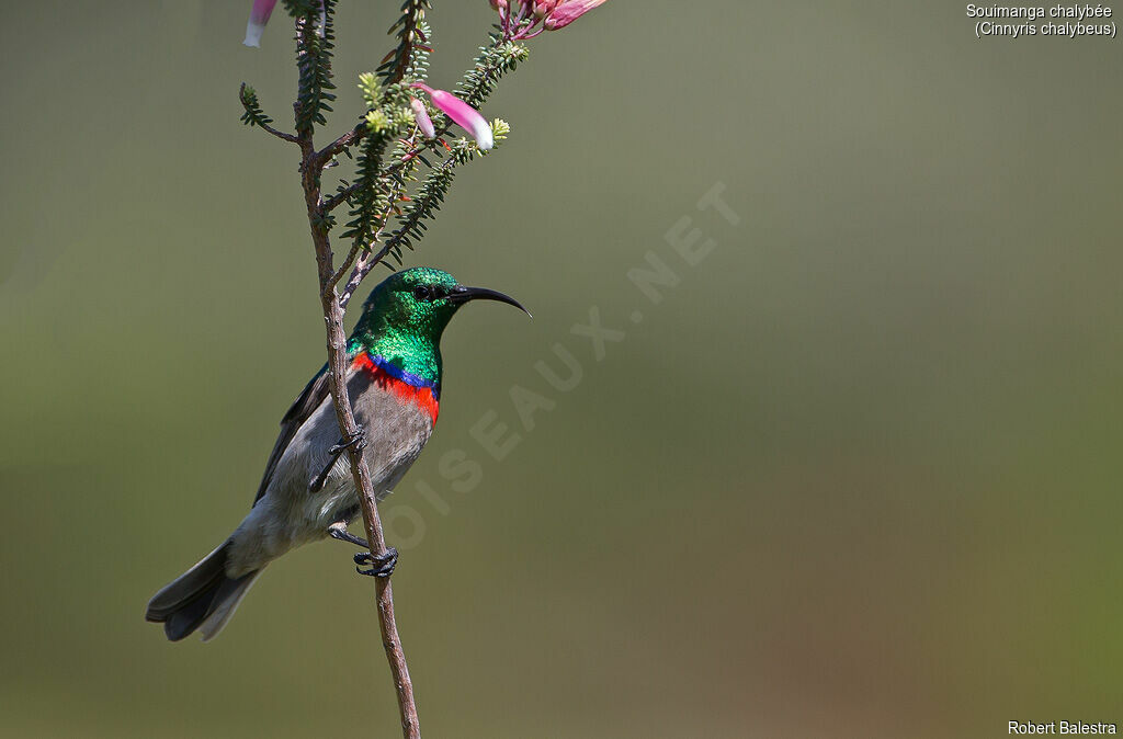 Southern Double-collared Sunbird