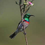 Southern Double-collared Sunbird