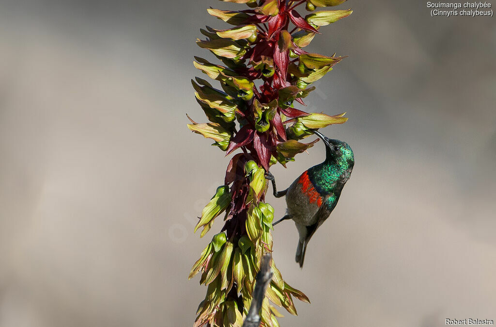 Southern Double-collared Sunbird