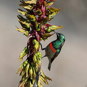 Southern Double-collared Sunbird