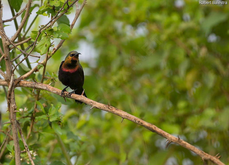 Copper Sunbird