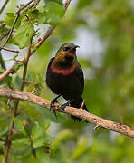 Copper Sunbird