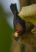 Copper Sunbird