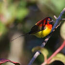 Souimanga de Gould