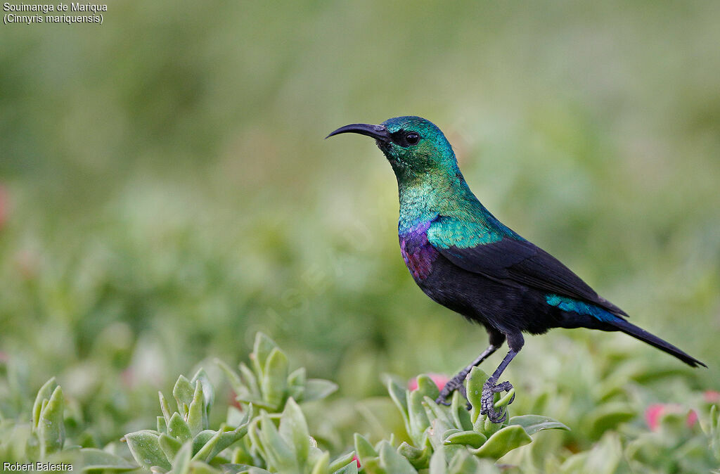 Marico Sunbird male