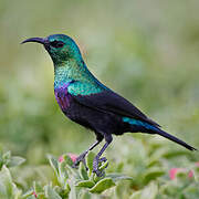 Marico Sunbird