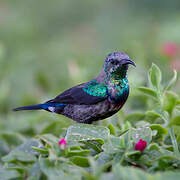 Marico Sunbird