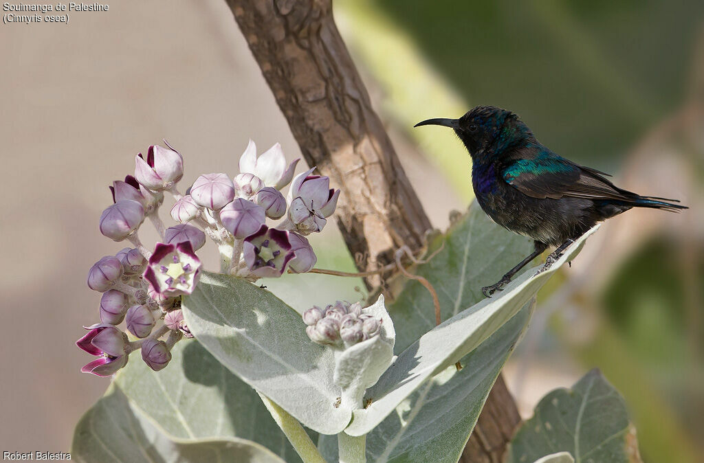 Palestine Sunbird