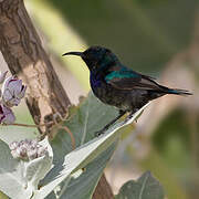 Palestine Sunbird