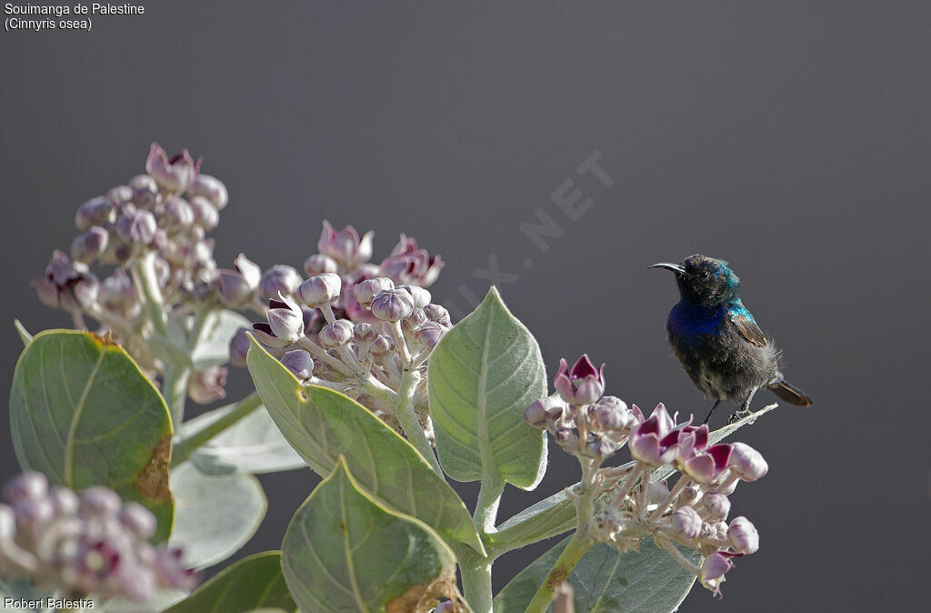 Palestine Sunbird