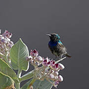 Palestine Sunbird