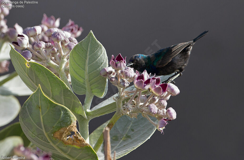 Palestine Sunbird male