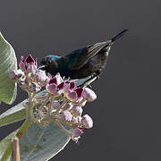 Palestine Sunbird