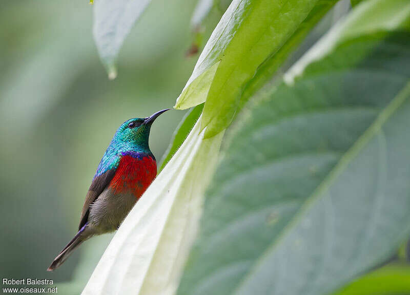 Northern Double-collared Sunbird, identification