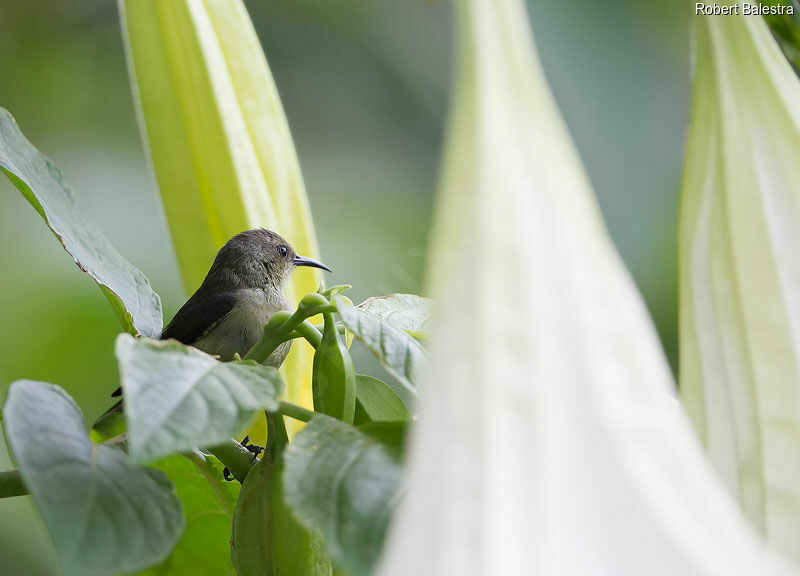 Northern Double-collared Sunbird