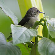 Northern Double-collared Sunbird