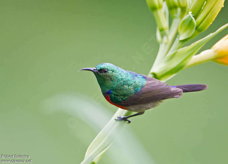 Northern Double-collared Sunbird male adult, pigmentation