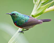 Northern Double-collared Sunbird