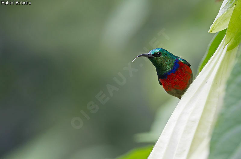 Northern Double-collared Sunbird