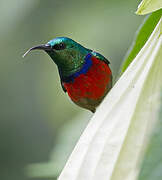 Northern Double-collared Sunbird