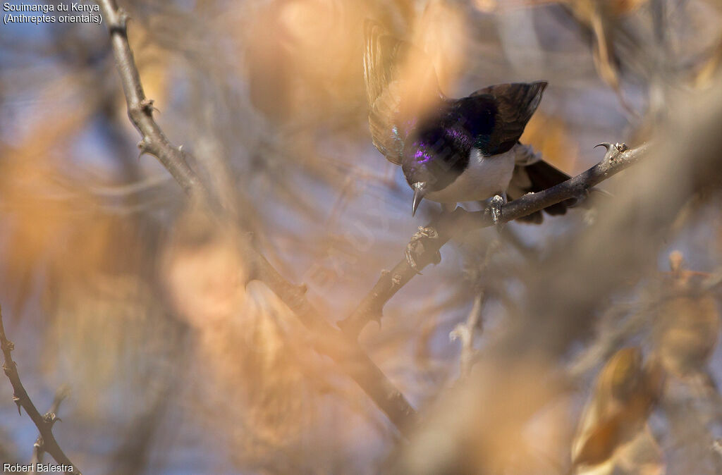 Eastern Violet-backed Sunbird male