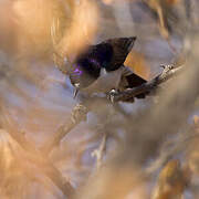 Eastern Violet-backed Sunbird