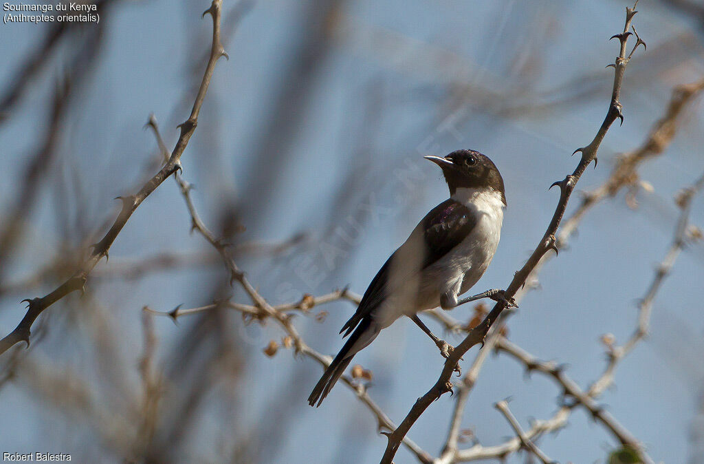 Eastern Violet-backed Sunbird male