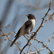 Eastern Violet-backed Sunbird