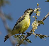 Nile Valley Sunbird