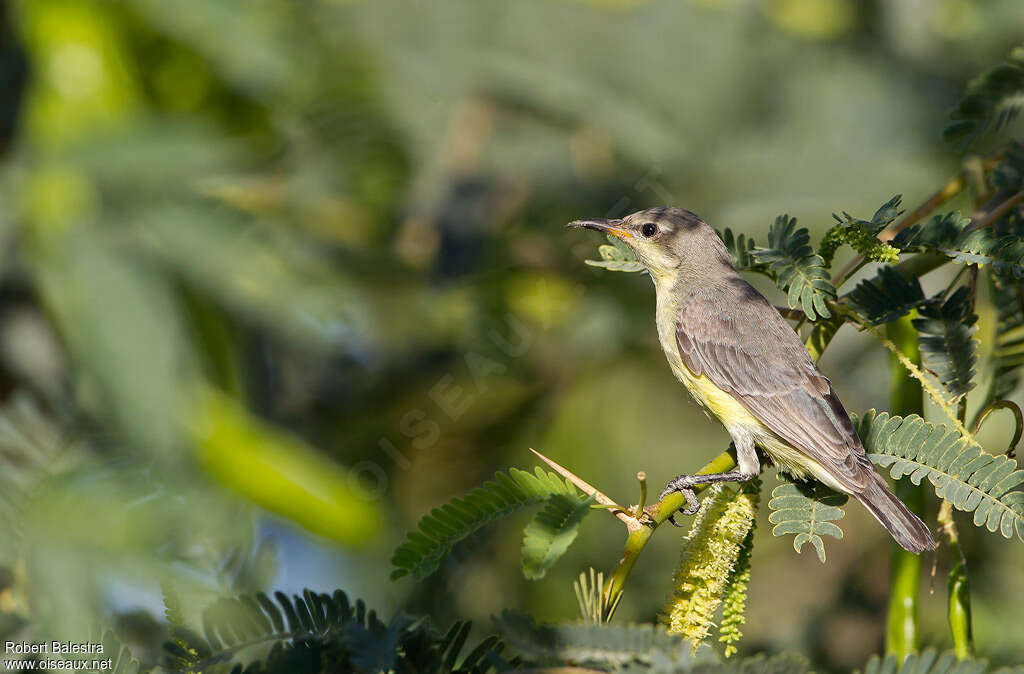 Nile Valley Sunbird female adult, identification