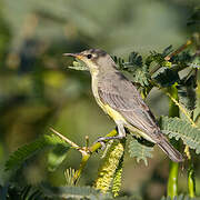 Nile Valley Sunbird