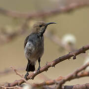 Dusky Sunbird