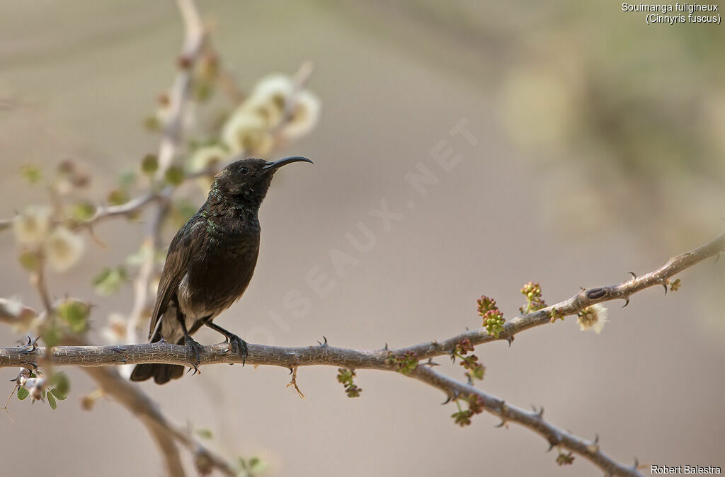 Dusky Sunbird