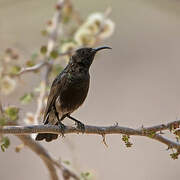 Dusky Sunbird