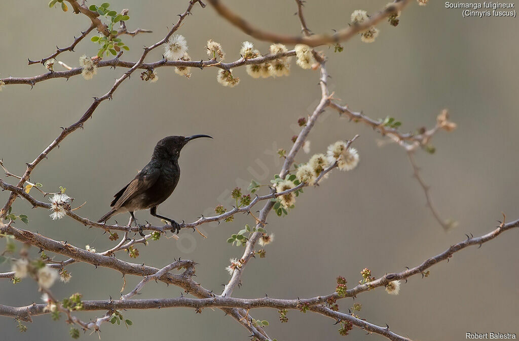 Dusky Sunbird male