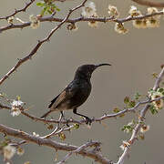 Dusky Sunbird