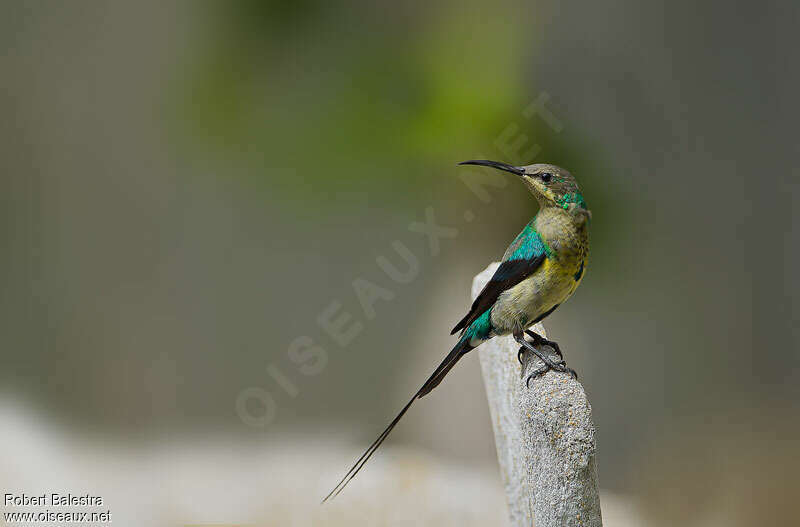 Malachite Sunbird male adult transition, identification