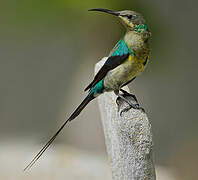 Malachite Sunbird