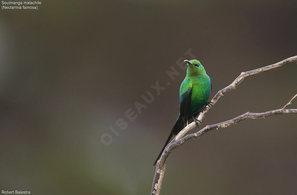 Souimanga malachite mâle