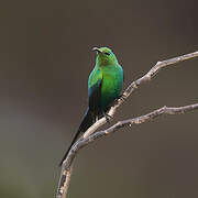 Malachite Sunbird