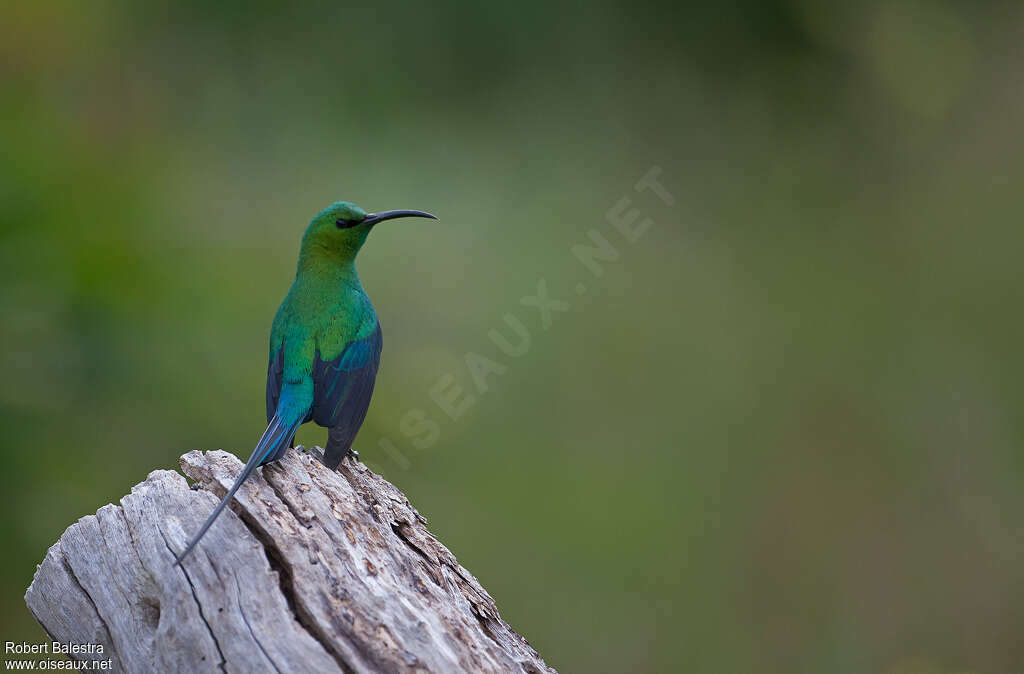 Malachite Sunbird male adult, pigmentation, Behaviour