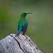 Malachite Sunbird