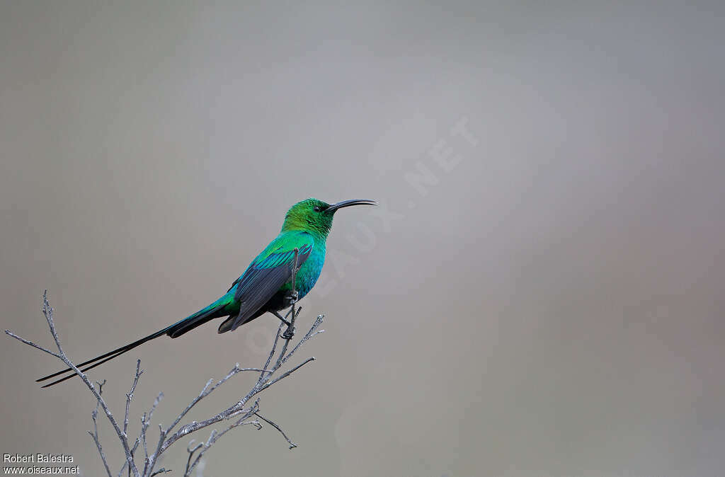 Souimanga malachite mâle adulte nuptial, identification