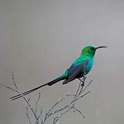 Malachite Sunbird