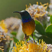 Orange-breasted Sunbird