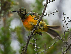 Orange-breasted Sunbird