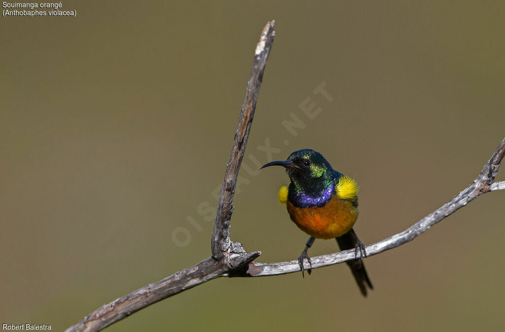 Orange-breasted Sunbird male