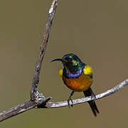 Orange-breasted Sunbird